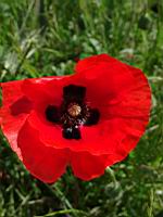 Coquelicots (prise a Millery, Rhone)(1)